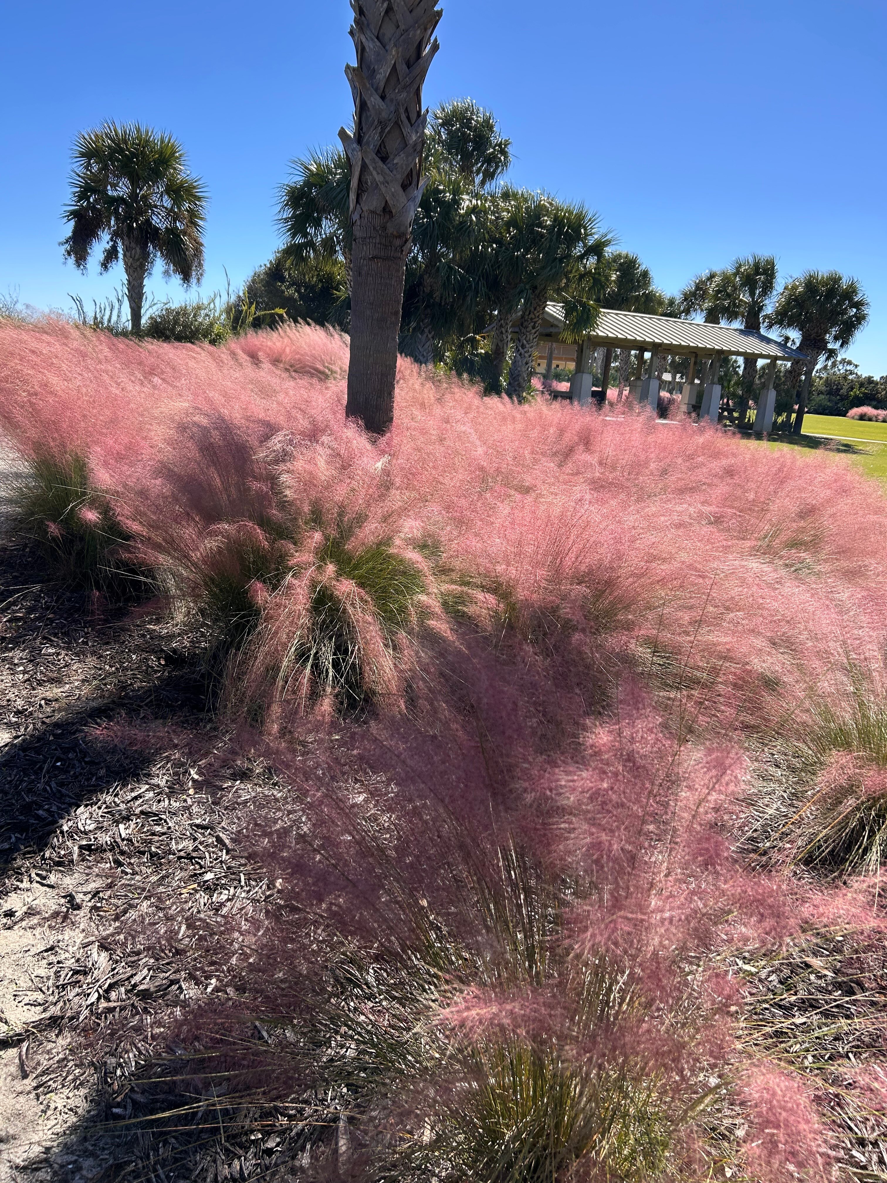 Jekyll Ocean Club-官方