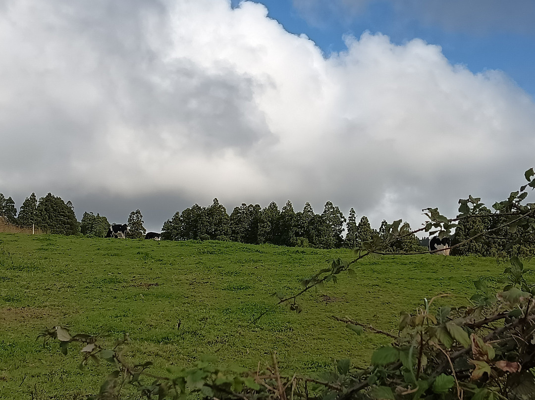 Plantações de Chá Gorreana-Maia必去景点