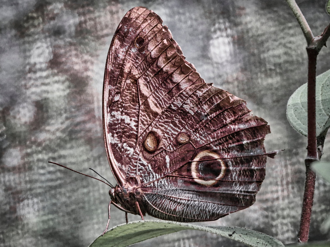 Costa Rica Animal Rescue Center-Turrucares必去景点