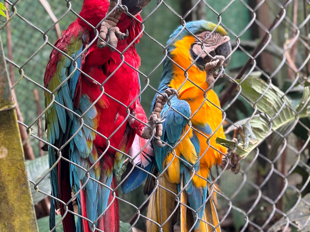 El Manatí River Experience-伊基托斯必去景点