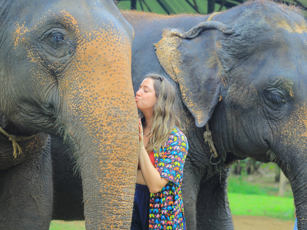Kanta Elephant Sanctuary-清迈必去景点