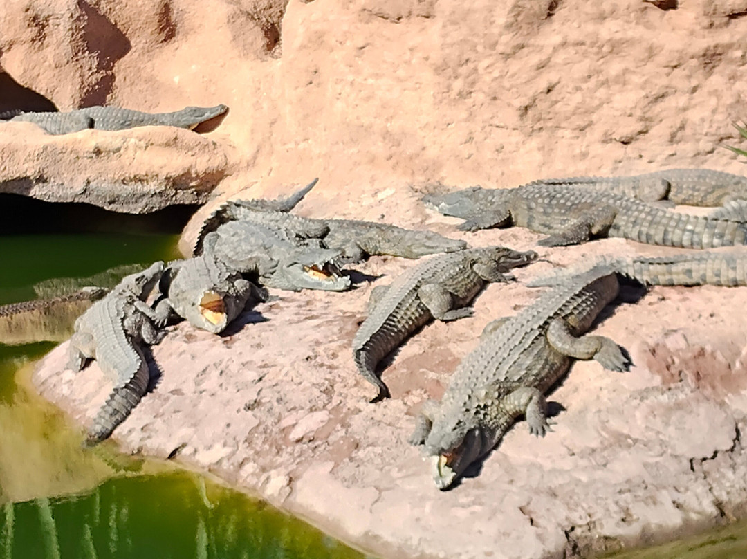 Crocoparc-阿加迪尔必去景点