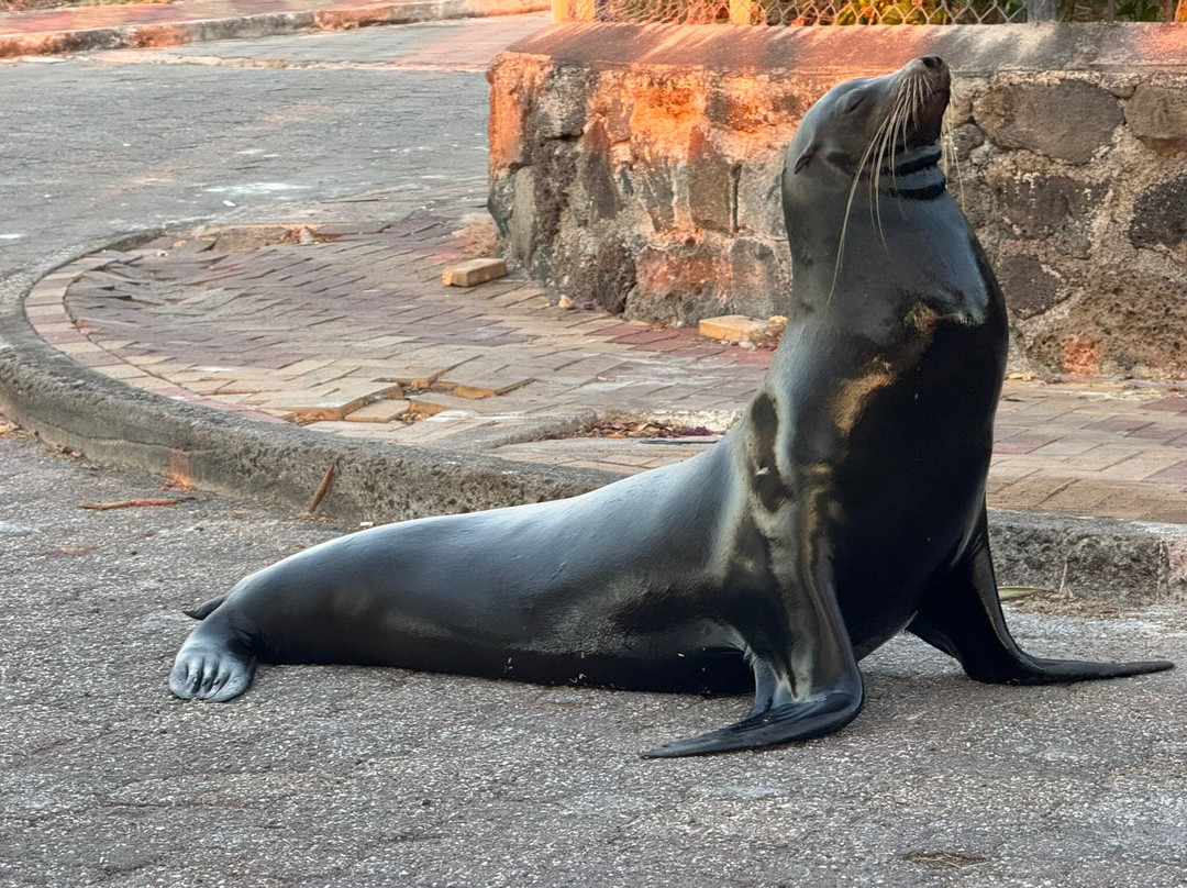 The Pier Galapagos Restaurant & Cevicheria