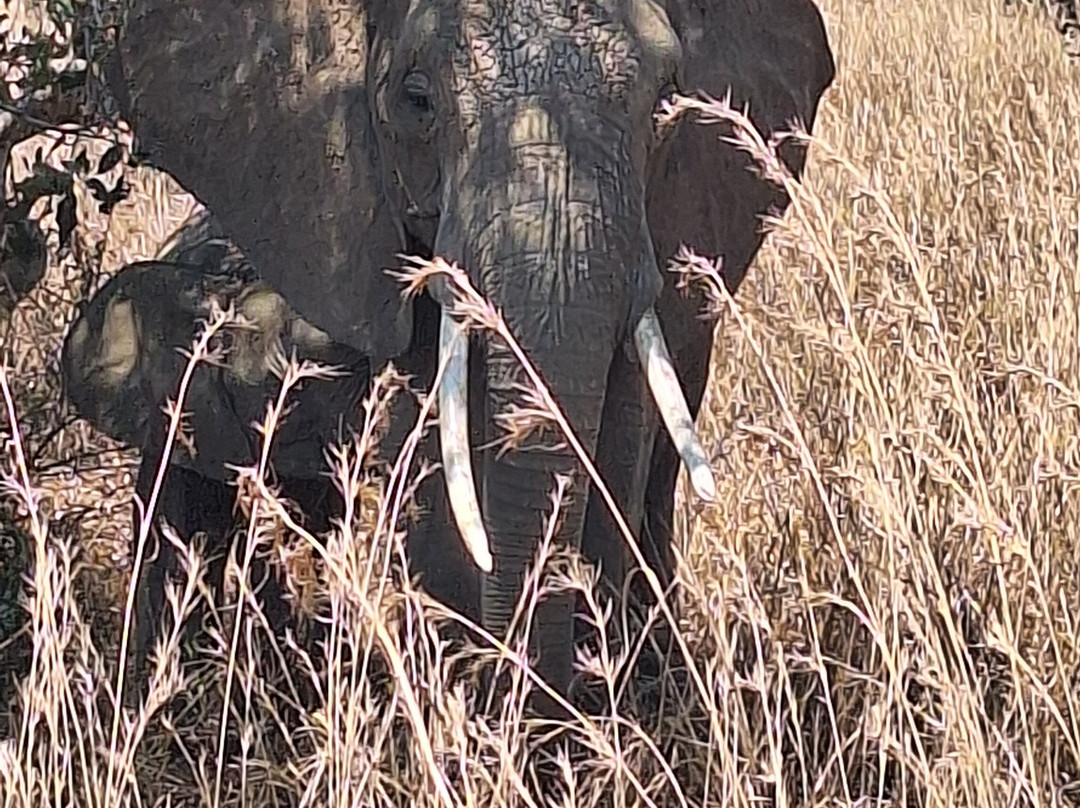 Sima Safari Limited-桑给巴尔市必去景点