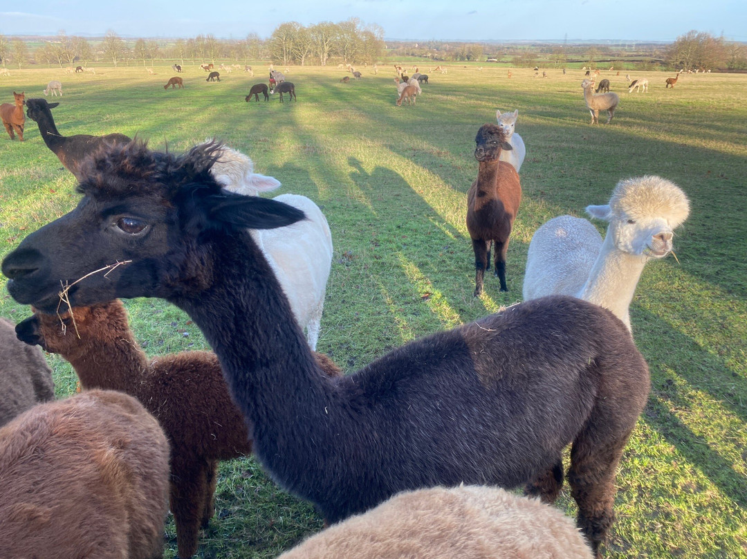 Barnacre Alpacas-Heddon-on-the-Wall必去景点