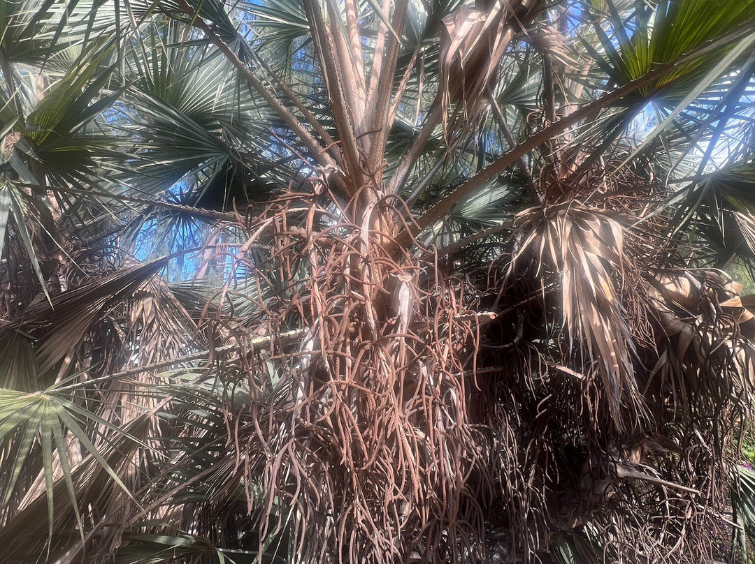 Botanical Park of Maspalomas (El Parque Botanico de Maspalomas)-马斯帕洛马斯必去景点