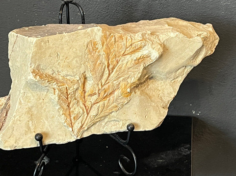 Petrified Forest Lefkimi