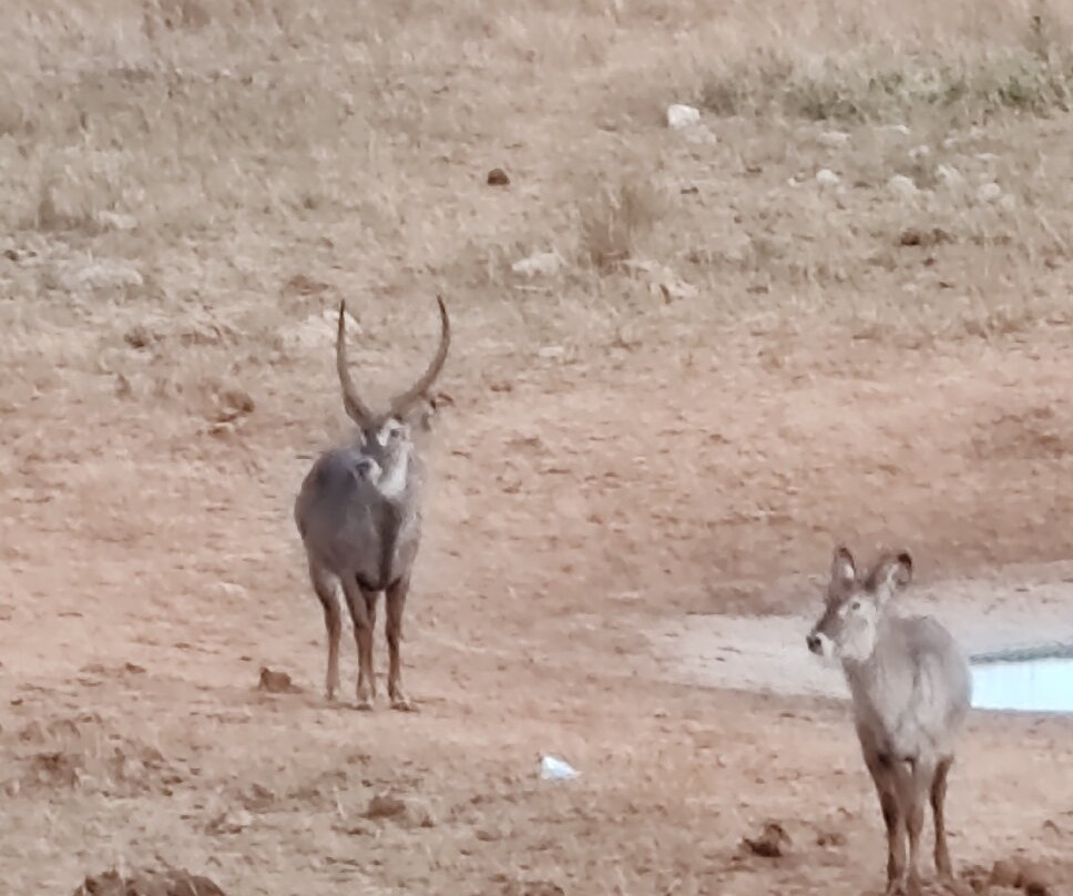 Oranje Safari-迪亚尼必去景点