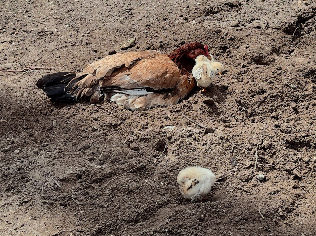 White Beach-巴顿港必去景点