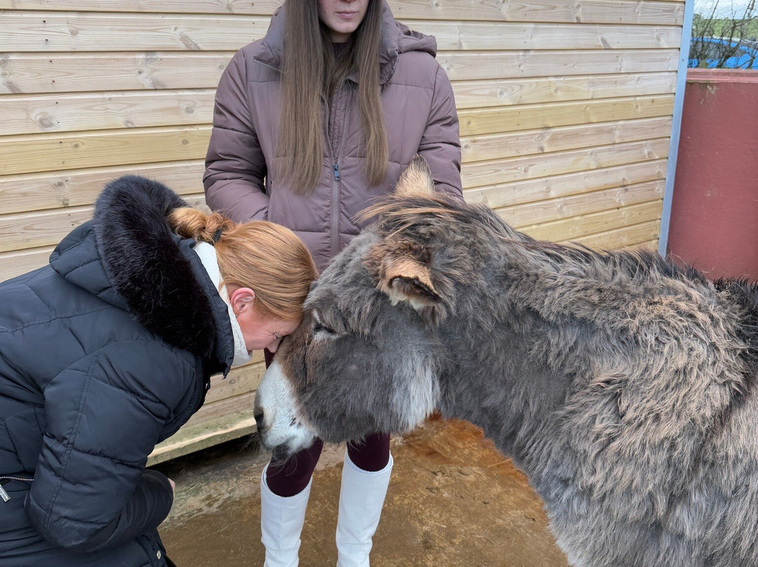 Barnhill Donkeys Retreat Sleagill-Sleagill必去景点