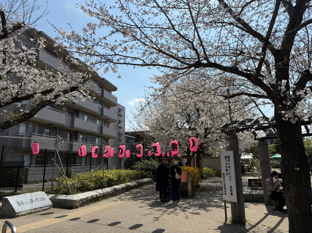 Someiyoshino Sakura Memorial Park-Komagome必去景点