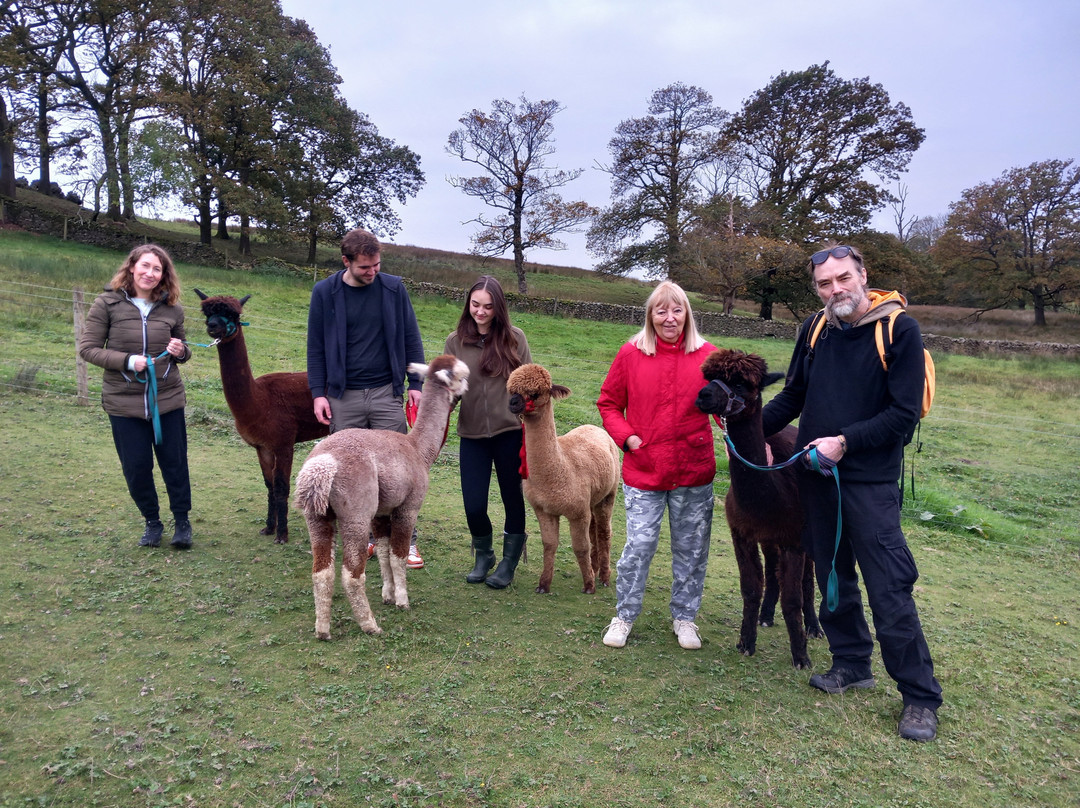 Wreay Syke Alpacas-肯德尔必去景点