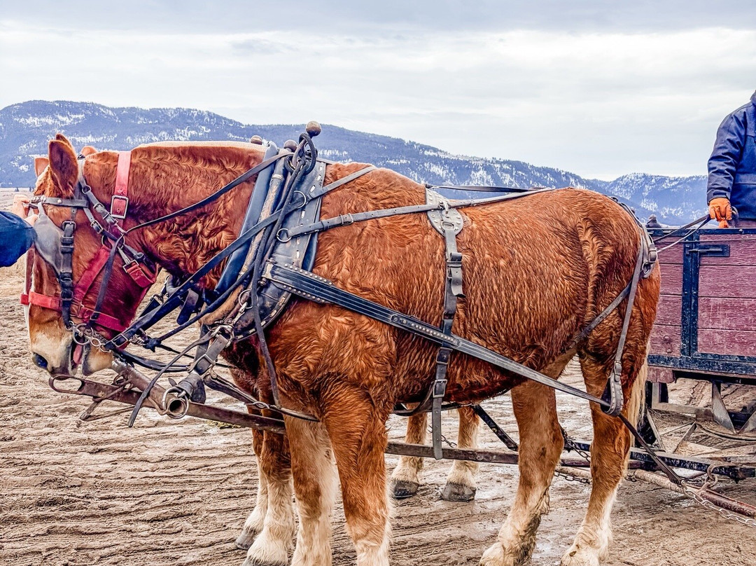 国家麋鹿保护区-杰克逊必去景点