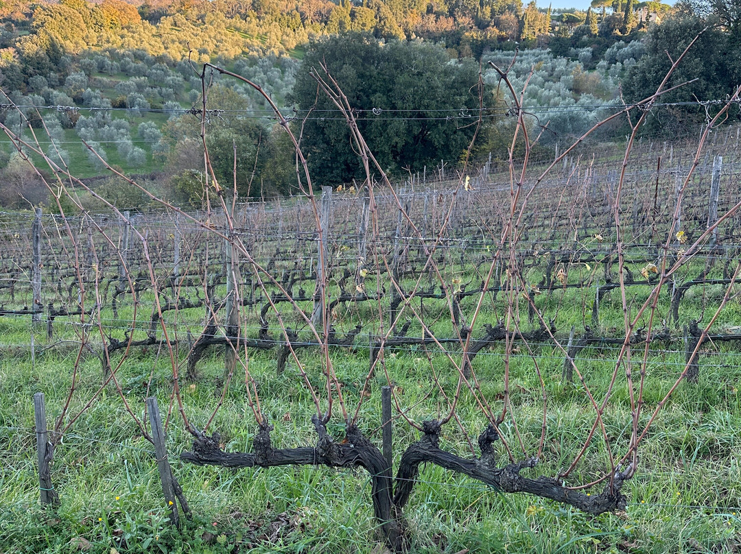 Fattoria Le Fonti-Panzano in Chianti必去景点