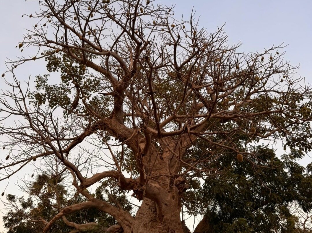Guia Senegal Pais Bassari-Kedougou必去景点