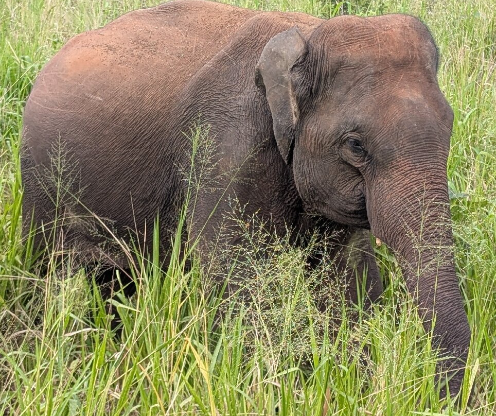 Siri Tours-Maha Induruwa必去景点