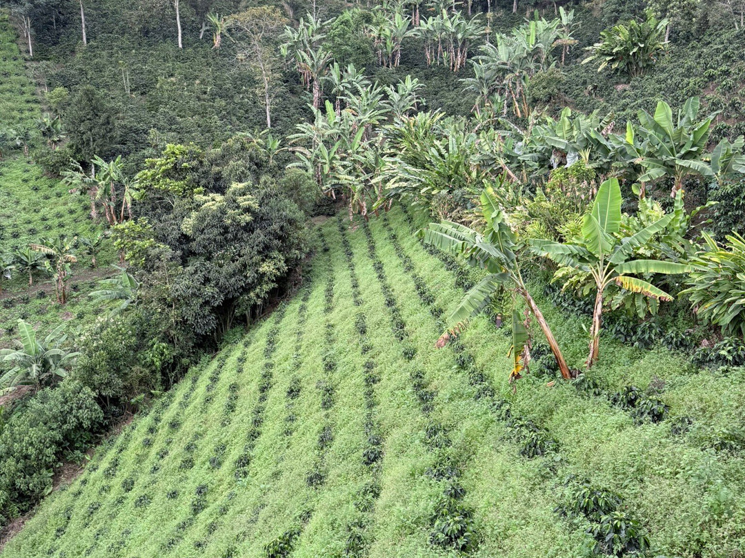 Las Acacias Coffee Farm-萨伦托必去景点