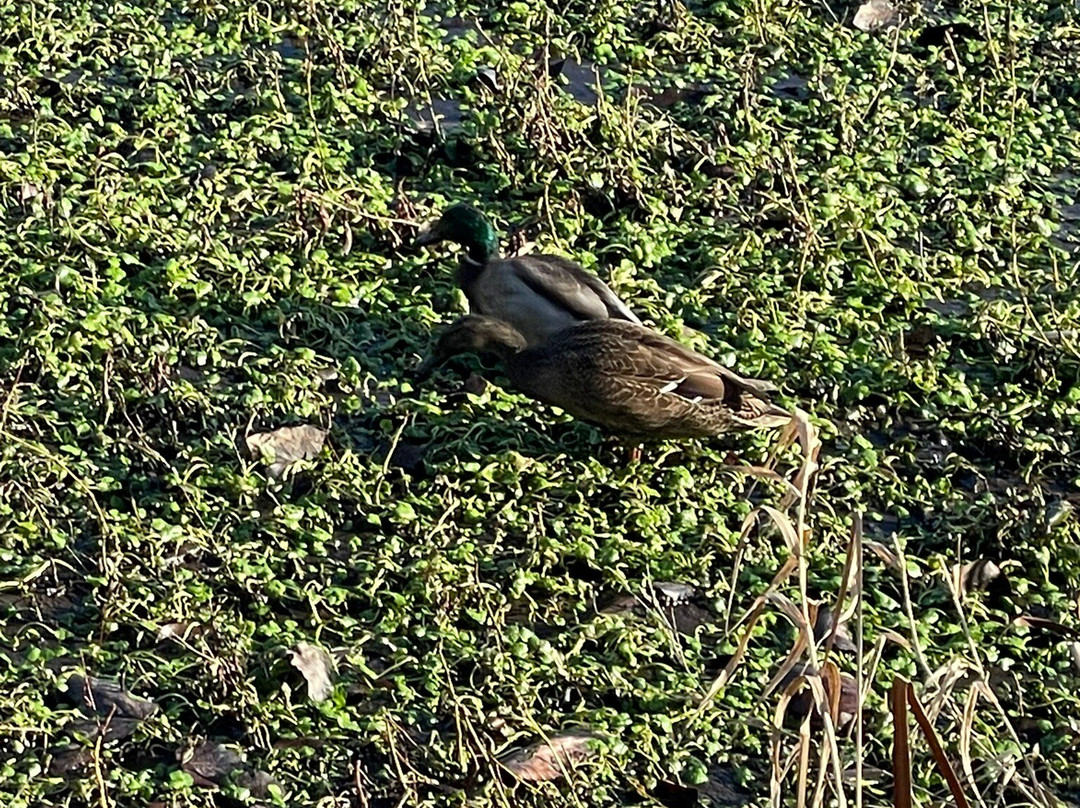 Juanita Bay Park-柯克兰必去景点