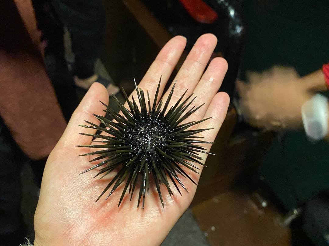 Cat Ba Smile Tours-卡巴必去景点