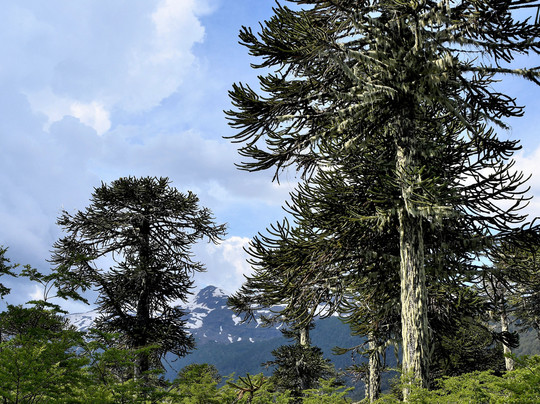 Inside Chile Tours-特木科必去景点