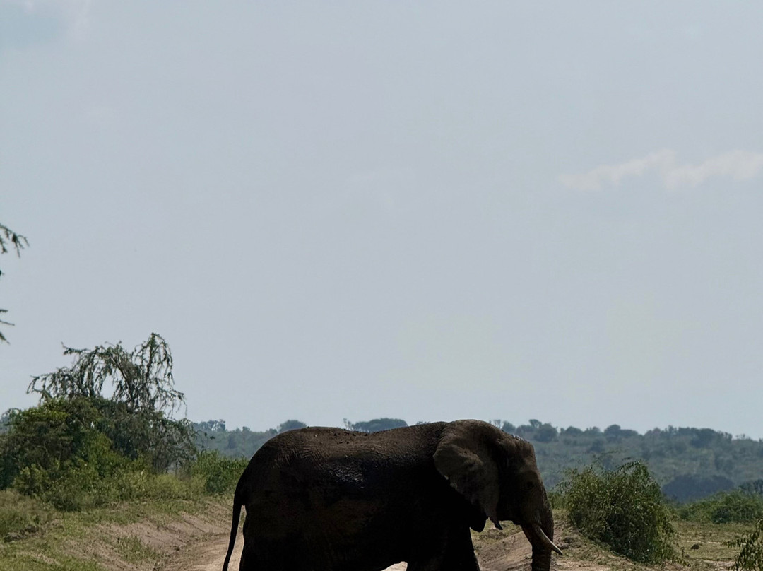 Virunga Gorilla Tours and Eco Safaris-Kisoro必去景点