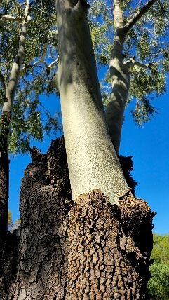 The Woolshed at Jondaryan-Jondaryan必去景点