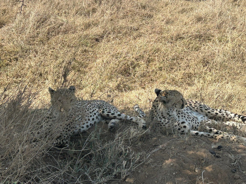 Tanzania Wildcats Safaris-阿鲁沙必去景点