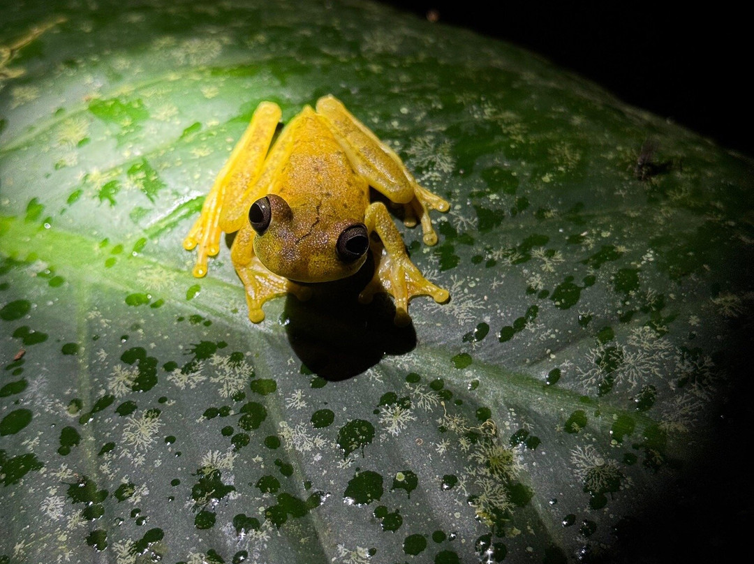 Rainforest Chronicles-希门尼斯港必去景点