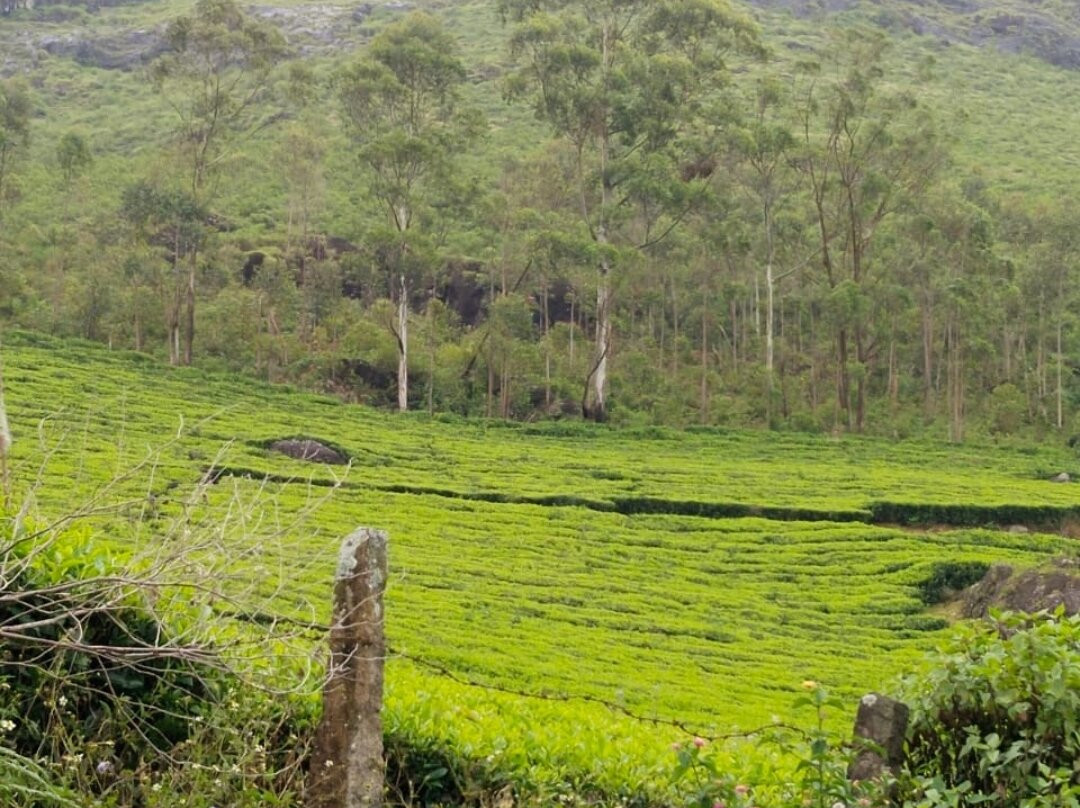 The Wind Munnar主图