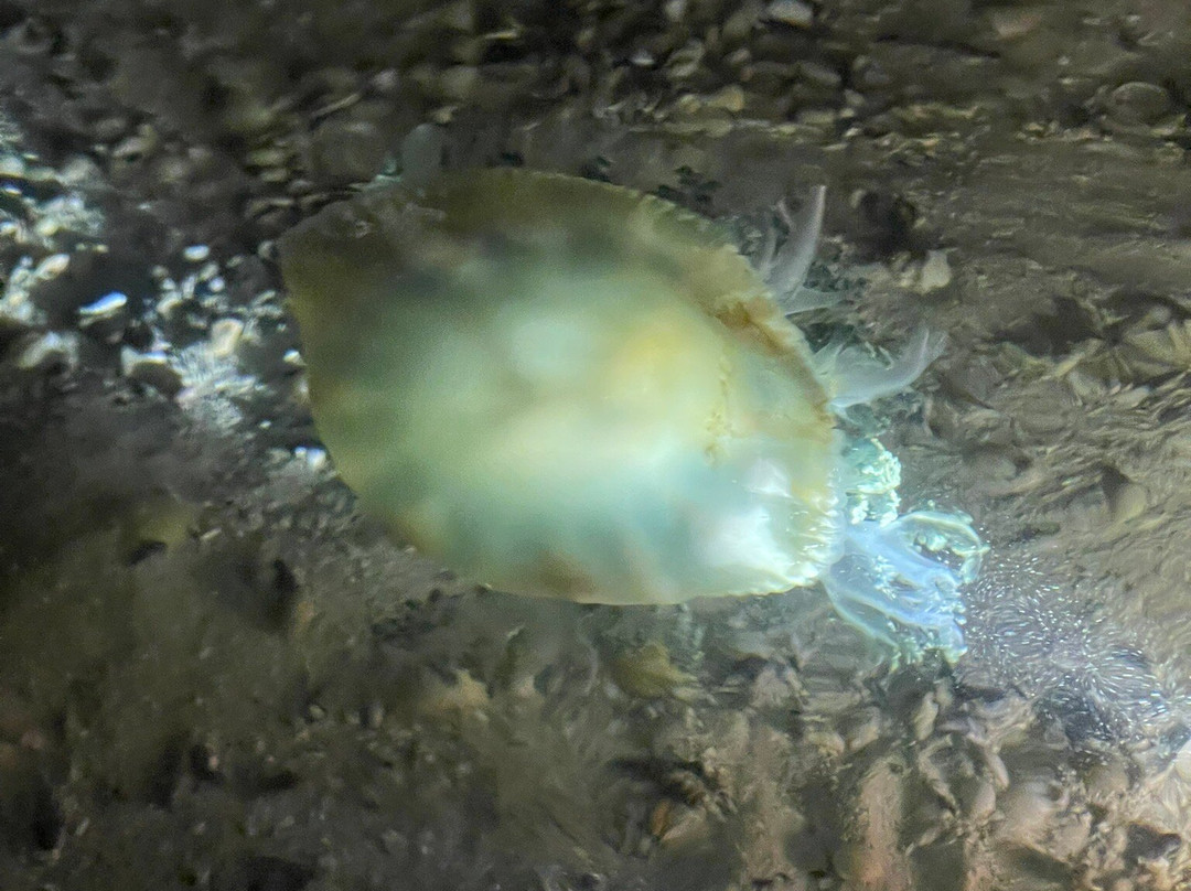 Cayman Kayaks-Rum Point必去景点