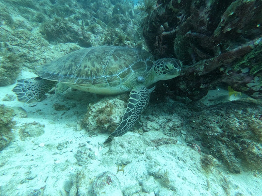 Palm Beach Divers-Noord必去景点