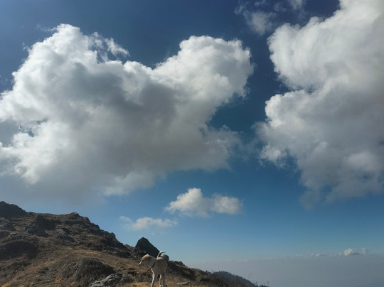 Himalaya Shelter-阿姆利则必去景点