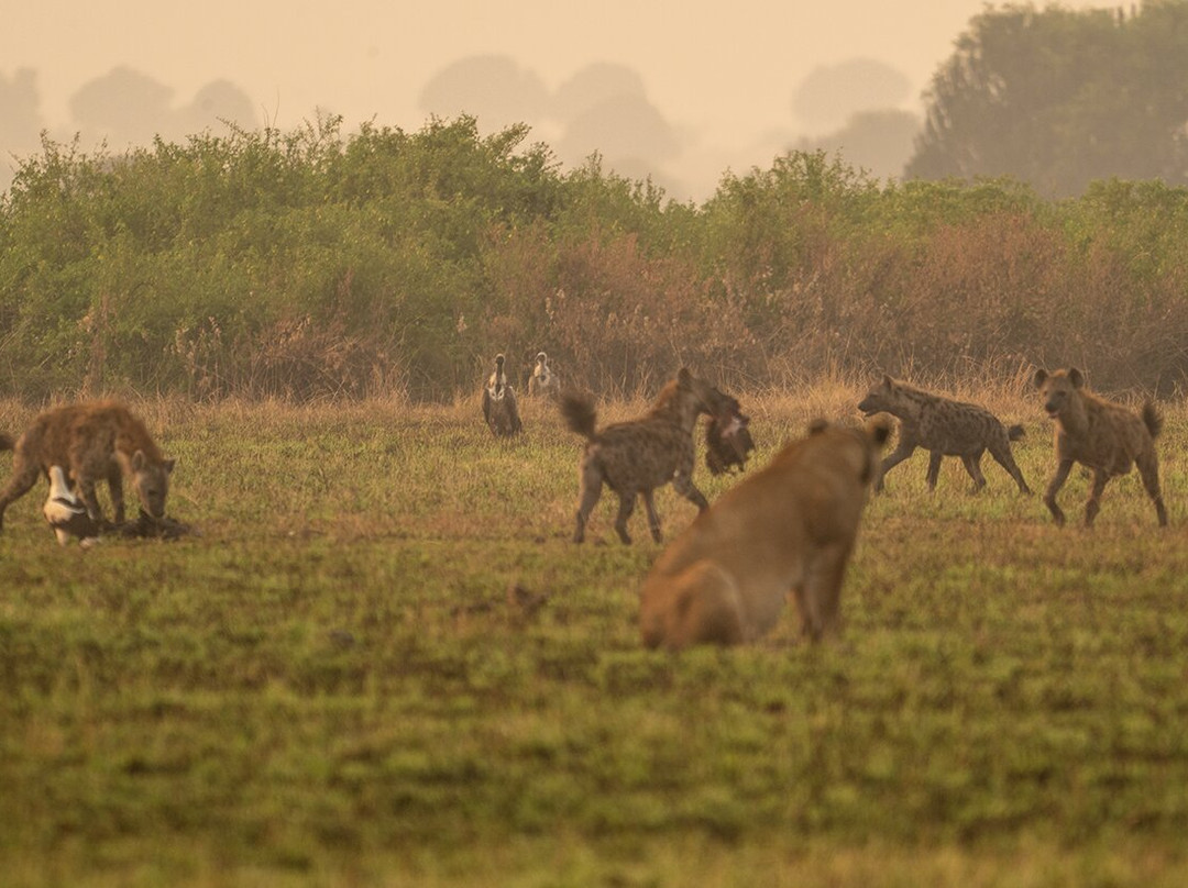 Gorillas and Wildlife Safaris-布恩迪难以穿越的国家公园必去景点