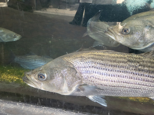 North Carolina Aquarium at Fort Fisher-Kure Beach必去景点