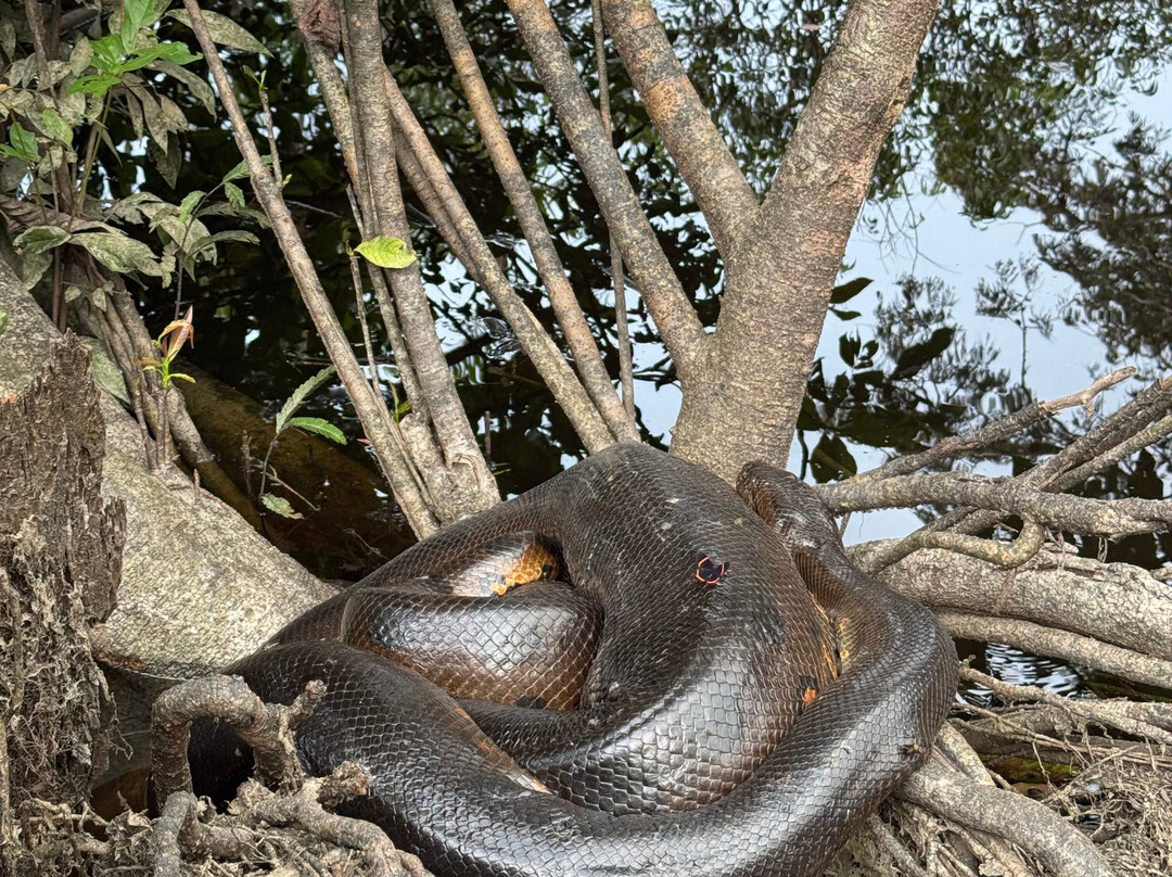 Cuyabeno Dolphin Lodge-Cuyabeno Wildlife Reserve必去景点