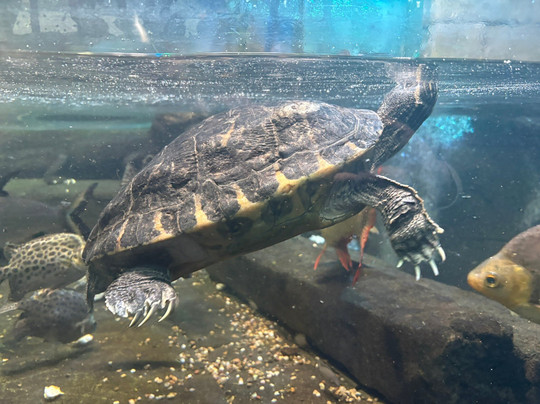 SEA LIFE Hunstanton-Hunstanton必去景点