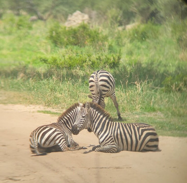 Maisha Adventures-阿鲁沙必去景点