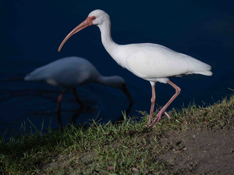 White City Park-匹尔斯堡必去景点