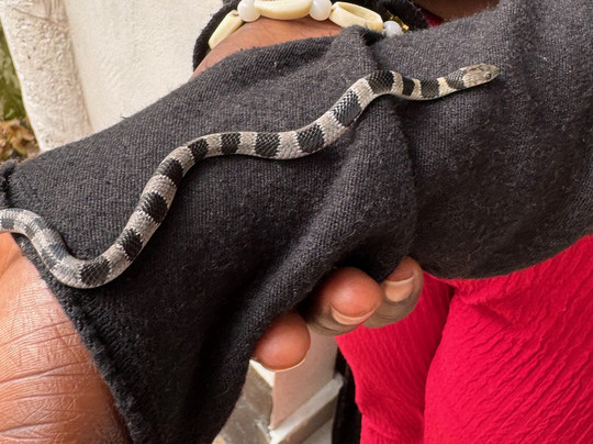 The Gambian Reptiles Farm-Kartong必去景点