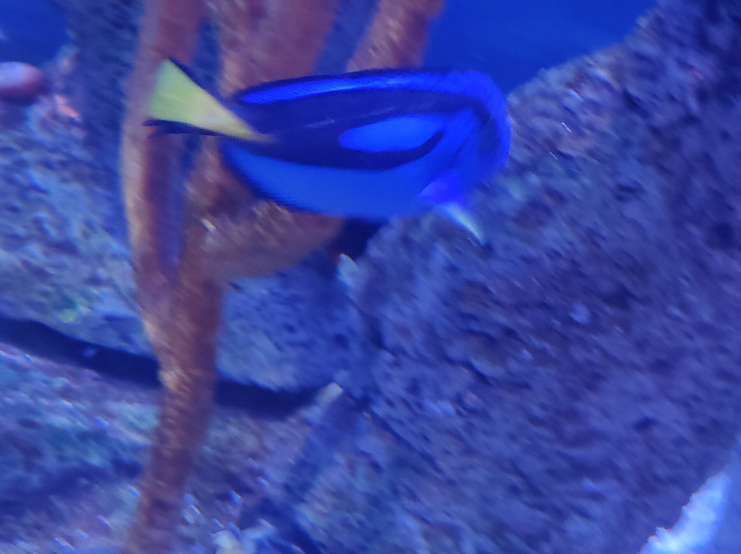 Acuario Michin Guadalajara-瓜达拉哈拉必去景点