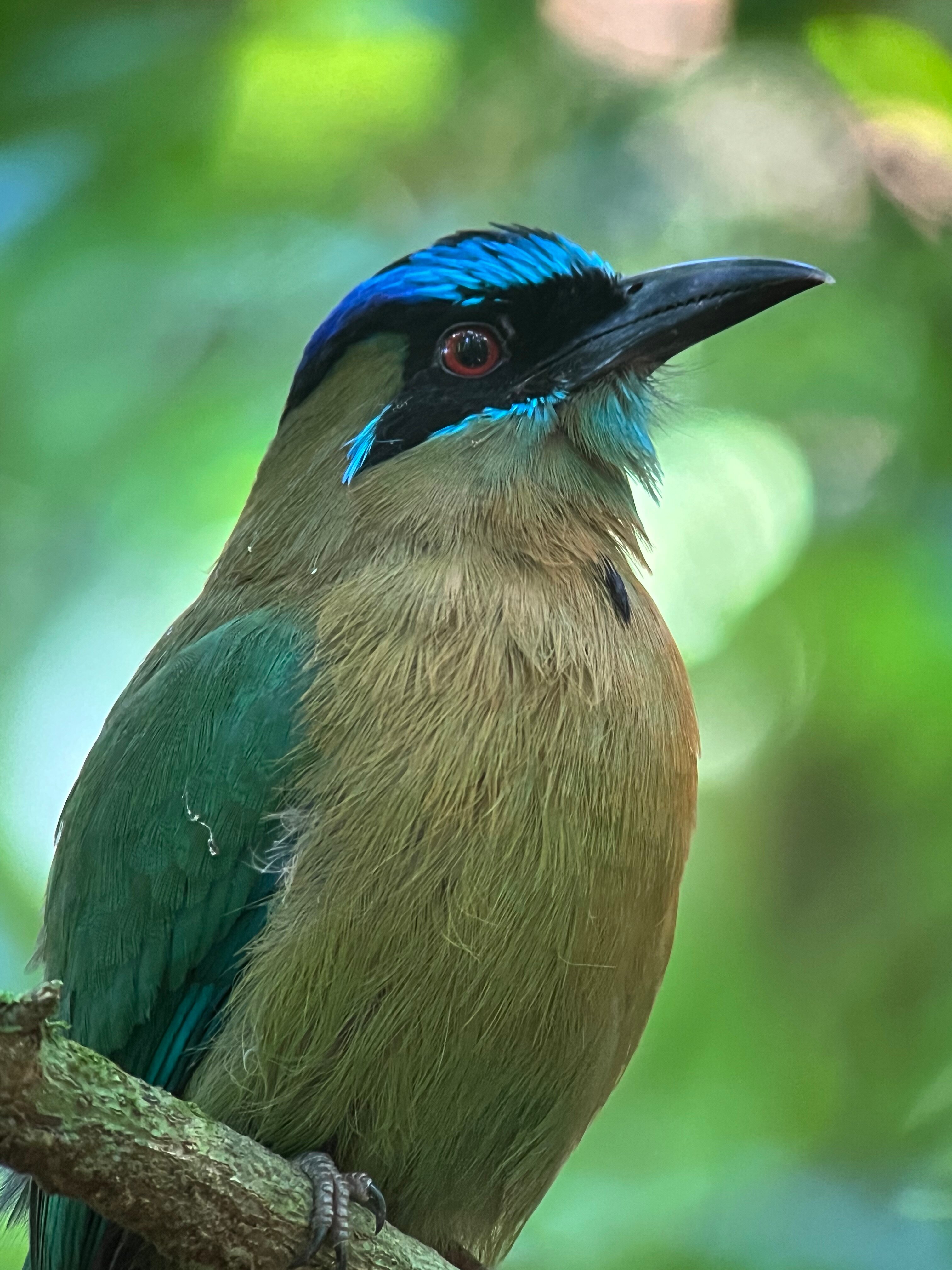 Drake Bay Greenleaf-官方