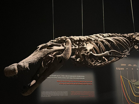 Dubai Crocodile Park-迪拜必去景点