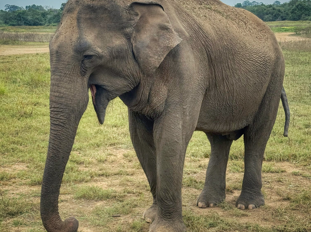 Wilderness Safari Udawalawe-乌达瓦拉瓦必去景点