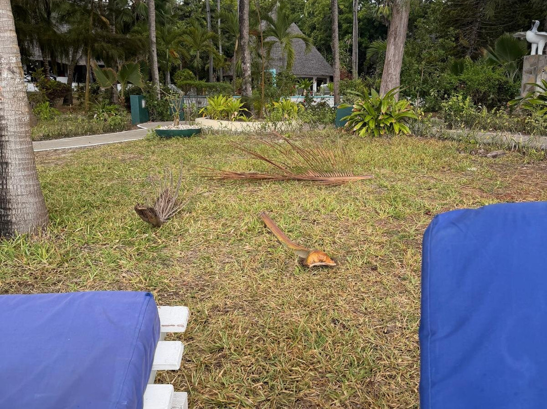 Kilifi Bay Beach Resort主图