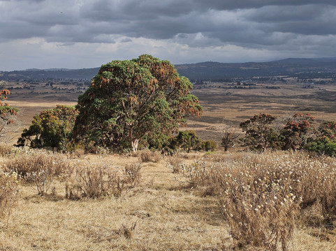 Bale Trek Ethiopia Tours-Goba必去景点