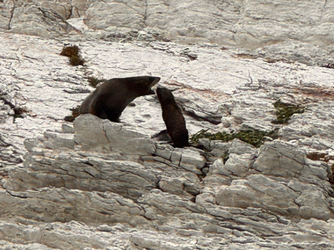 凯库拉毛皮海狮聚集区-Kaikoura必去景点