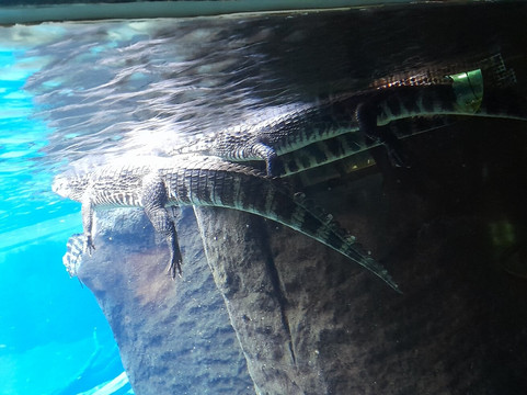 Bioparque Pantanal-大坎普市必去景点