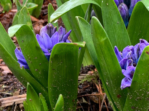 Reg's Garden-圣布雷拉德必去景点