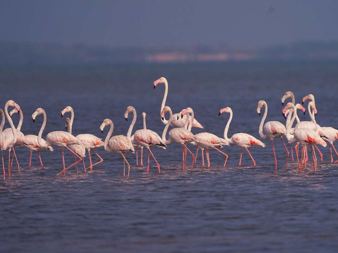Pulicat Boating - Roy Pulicat Lake Boating-Pulicat必去景点