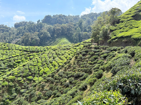 Cameron Valley Tea-丹那拉塔必去景点